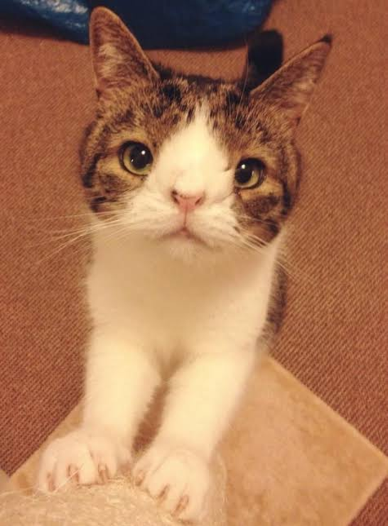 Monty standing with his paws on a scratching post
